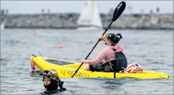  ?? (AP/The Orange County Register/Mindy Schauer) ?? Shannon Aurigemma mans a kayak as divers go underwater to remove invasive algae from an area near China Cove.