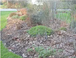  ??  ?? The leafy mulch covering this flower bed in Scarsdale, N.Y., provides many benefits, not the least of which is snuffing out small weed seedlings that would try to gain access in spring.