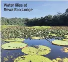  ??  ?? Water lilies at Rewa Eco Lodge