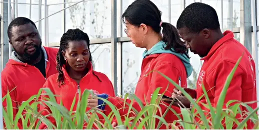  ?? ?? African students from China Agricultur­al University study the growth of corn at an experiment­al base in Quzhou County of Handan, Hebei Province, on 14 October 2022