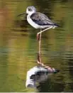  ?? ZHANG AILIN / XINHUA ?? A bird in Shankou Mangrove Biosphere Reserve, Guangxi Zhuang autonomous region.