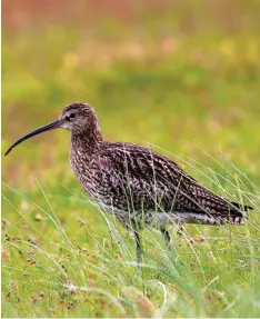  ?? Foto: M. Vogt/Deutsche Wildtier Stiftung ?? Der Große Brachvogel ist auch in unserer Region heimisch. Nördlich des Ammersees sind jetzt Küken flügge geworden.