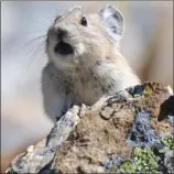  ?? PHILIPPE HENRY/Special to The Okanagan Weekend ?? The American pika is threatened by climate change.