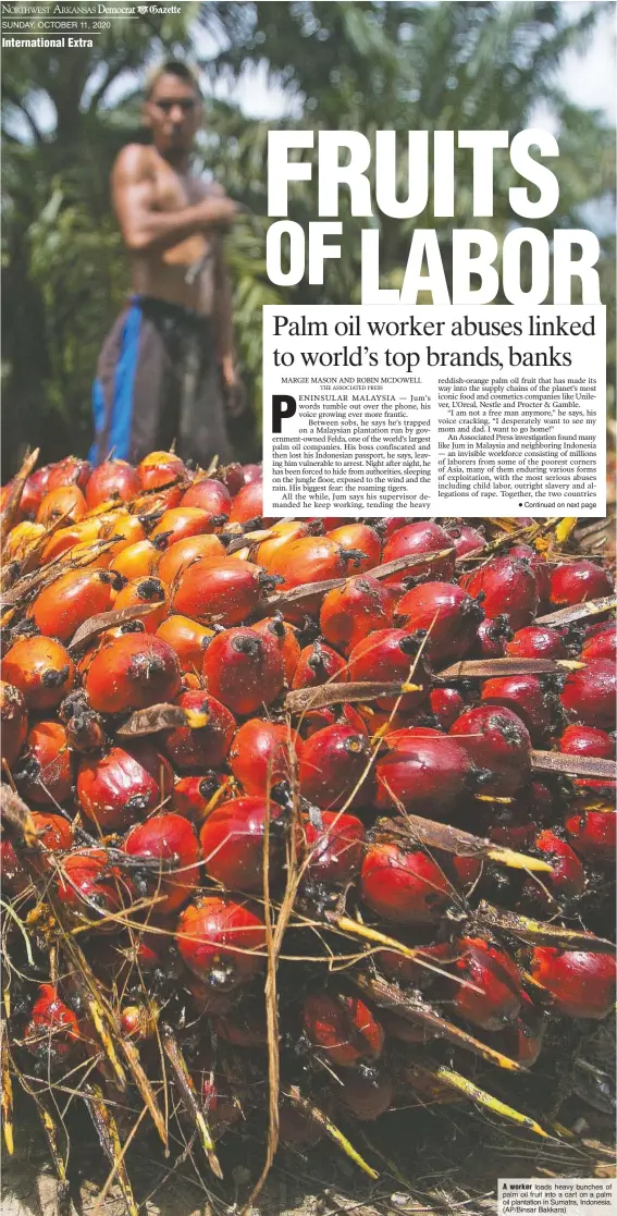  ?? (AP/Binsar Bakkara) ?? A worker loads heavy bunches of palm oil fruit into a cart on a palm oil plantation in Sumatra, Indonesia.