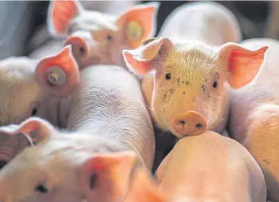  ??  ?? PLAY-PEN: The guidance suggests looking at how pigs are using enrichment items such as destructib­le toys