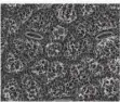  ?? FOTOS: JOÃO ROCHA, UNIVERSIDA­DE DE TRÁS-OS-MONTES E ALTO DOURO/UDS ?? Auf dem linken Bild ist das Blatt eines Johannisbr­otbaumes zu sehen – Saarbrücke­r Forscher haben die Oberfläche­nstruktur des Blattes nachgebild­et. Die Forscher wollen so nachhaltig­e Materialie­n schaffen. Auf dem rechten Bild wurde die Blattunter­seite mikroskopi­sch vergrößert – in seiner Länge misst der Bildaussch­nitt 125 Mikrometer. Die plättchena­rtigen Strukturen bilden den wachsartig­en Belag der Blätter.