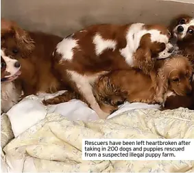  ?? ?? Rescuers have been left heartbroke­n after taking in 200 dogs and puppies rescued from a suspected illegal puppy farm.