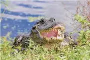  ?? ?? An alligator shows itself at Brazos Bend State Park. Alligators these days face threats from extreme weather and invasive species.