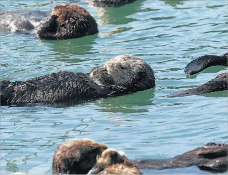  ?? Joe Johnston San Luis Obispo Tribune ?? RESEARCHER­S believe the recent otter boom may be the result of starfish dying, leaving more sea urchins for the otters to eat.