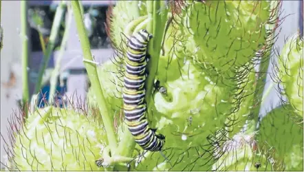  ??  ?? Juicy: One of the lucky ones – a monarch caterpilla­r that escaped being eaten by a shining cuckoo.