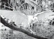  ?? PHIL SANDLIN /AP ?? in the Everglades.