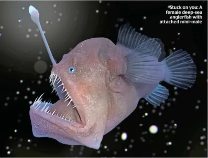 ?? ?? Stuck on you: A female deep-sea anglerfish with attached mini-male