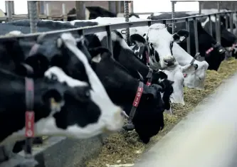  ?? SEAN KILPATRICK/THE CANADIAN PRESS ?? Dairy cows feed in a barn on a farm in eastern Ontario. The first punches in what promises to be a bitter fight over Canada’s protected dairy industry are expected to be thrown during this week’s third round of North American Free Trade talks in Ottawa.