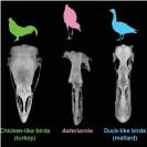  ??  ?? Skulls in dorsal view: comparison of the skulls of a living galliform (turkey), a living anseriform (mallard), and the fossil Asteriorni­s maastricht­ensis. Images not to scale. Photograph: Dr Daniel J. Field/University of Cambridge