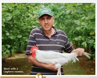  ??  ?? Mark with a Leghorn rooster. Who: Mark Lilley Where: Rolleston, Christchur­ch What: 4ha (10 acres) Breeding: Light Sussex, Silver Pencilled Wyandotte bantams, Leghorn bantams, Ancona bantams, Old English Game bantams Web: www.poultryclu­b.co.nz