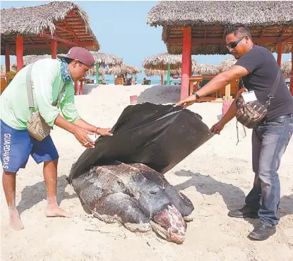  ?? YAZMÍN SÁNCHEZ ?? Al parecer la especie no es propia del Golfo de México.