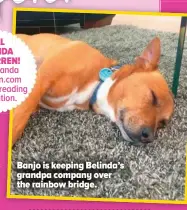  ?? ?? Banjo is keeping Belinda’s grandpa company over the rainbow bridge.