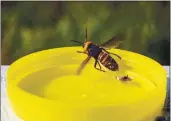  ?? ELAINE THOMPSON, POOL, FILE ?? A May 7 photo displays a dead Asian giant hornet, a sample brought from Japan for U.S. researcher­s.