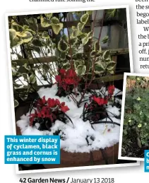  ??  ?? This winter display of cyclamen, black grass and cornus is enhanced by snow Coronilla keeps on blooming, taking no notice of the weather