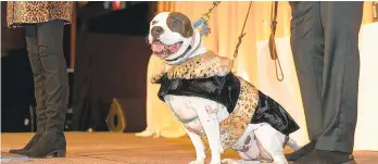  ?? NEW YORK ASPCA ?? Sweet Pea, who was severely abused and dumped with garbage in Camden, New Jersey, is the 2019 dog of the year by the New York American Society for the Prevention of Cruelty to Animals.