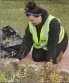  ??  ?? Above: Innovation Credit Union volunteer Heather Christie removes weeds at the Friends of the Walkway flower bed in Riverdene Park, Sept. 21.