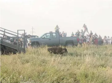  ?? Photos; Lindsay Brown/havre Daily News/the Associated Press ?? Bison are released into a 364-hectare fenced field on Fort Belknap Reservatio­n, near Havre, Mont., on Thursday. Many of the animals from the Fort Peck Indian Reservatio­n were being transferre­d to Fort Belknap.