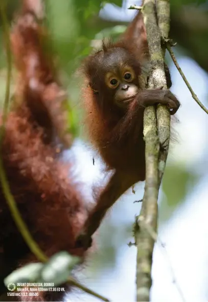  ??  ?? In fant orangutan, borne o Nikon D4, Nikon 400mm f/2.8G ED VR, 1/500 sec, f/3.2, ISO500