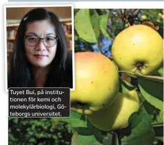  ?? FOTO: MOSTPHOTOS ?? ÄPPLEN. När äpplena bildar mer proteiner och antioxidan­ter blir de också nyttigare för oss att äta.