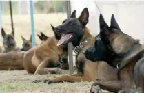  ??  ?? La enseñanza de los perros está basada en cuatro cursos: obediencia básica, avanzado, guardia y protección.