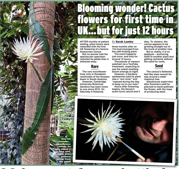  ?? Pictures: PA & SWNS ?? One hit wonder... moonflower winds its way round a tree and, right, Alex gathers seeds from the plant