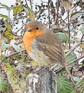  ?? ?? Visitor A robin perched on a fence post at Riverside by Frank Sullivan