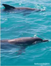  ??  ?? Bottlenose Dolphins