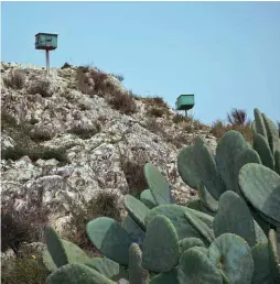  ??  ?? “Ces caisses vertes, au-dessus des cactus, sont des pigeonnier­s. Vers Valence ou Alicante, on organise des courses de pigeons : on lance une femelle, puis une quarantain­e de pigeons, et gagne celui qui réussit à se faire accepter par la femelle.”