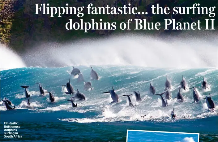  ??  ?? Fin-tastic: Bottlenose dolphins surfing in South Africa