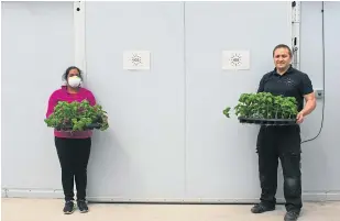  ??  ?? Sohini Mukhopadhy­ay, from the Dudhope Multicultu­ral Centre, collecting produce from IGS’ r&d technician Andris Sprukts.