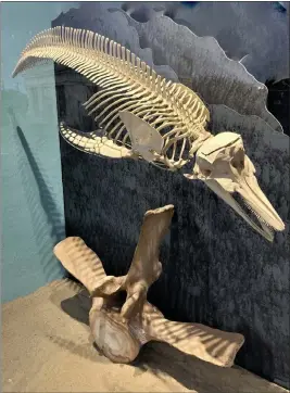  ?? CONTRIBUTE­D PHOTOS ?? The fully-articulate­d dolphin skeleton is now on display at the Noyo Center.