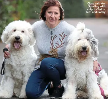  ??  ?? Close call: Mrs Spurling with culprits Teddy, left, and Gabby