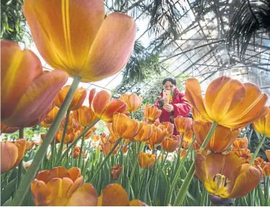  ?? BERNARD WEIL/TORONTO STAR ?? Burnt-sugar tulips frame a visitor at Allan Gardens on Monday. Weather experts say spring is going to be slow to start.