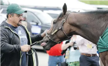  ?? GARRY JONES/THE ASSOCIATED PRESS ?? Nyquist is attended to by hot walker Fernel (Lefty) Serrano after a workout in Baltimore. The Kentucky Derby winner is the favourite to win the Preakness Stakes on Saturday.