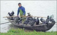  ?? GUO QIANG / XINHUA ?? From top: An aerial view of Yuan Guosheng fishing with his cormorants on Poyang Lake. XU GANG / XINHUA Yuan and his cormorants take a break on the lake.