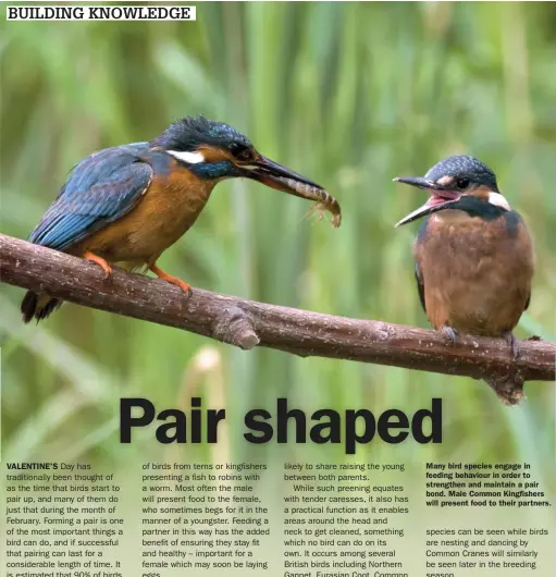  ?? ?? Many bird species engage in feeding behaviour in order to strengthen and maintain a pair bond. Male Common Kingfisher­s will present food to their partners.