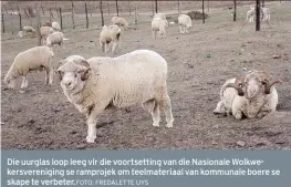  ?? FOTO: FREDALETTE UYS ?? Die uurglas loop leeg vir die voortsetti­ng van die Nasionale Wolkwekers­vereniging se ramprojek om teelmateri­aal van kommunale boere se skape te verbeter.