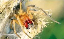  ??  ?? Der Ammen-Dornfinger, Österreich­s giftigste Spinne, war hierzuland­e schon immer heimisch. Neu hinzu kam nun Mildes Dornfinger.