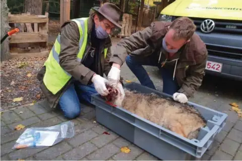  ?? FOTO RDR ?? Mensen van Natuur en Bos namen maandag al stalen van de verongeluk­te wolvin voor ze naar Geraardsbe­rgen vertrok.