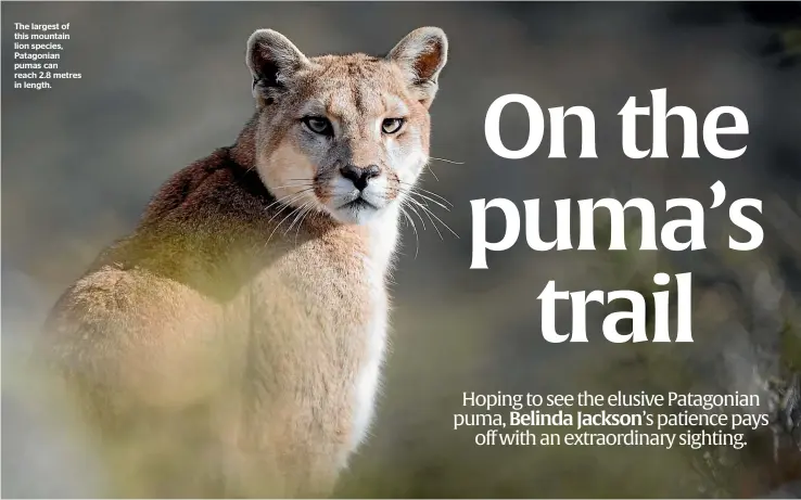  ??  ?? The largest of this mountain lion species, Patagonian pumas can reach 2.8 metres in length.