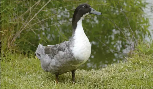  ??  ?? Blue Swedish ducks are fast-maturing, plump and easygoing.