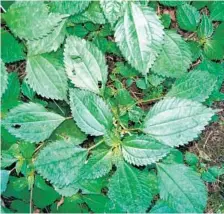  ?? ELLEN NIBALI ?? Canadian clearweed is non-invasive and adaptable, but it can be a nuisance in ornamental beds. Luckily, it’s incredibly easy to pull out.