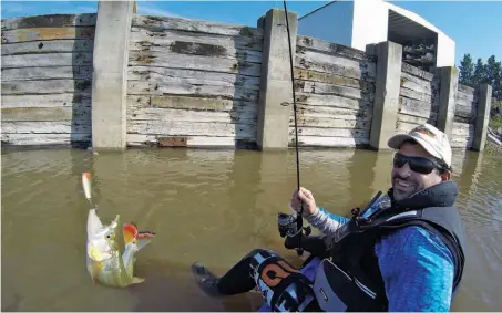  ??  ?? Izq.: Ariel descubrió el point donde se escondían las tarariras y la primera fue la más grande. Arriba: dientudo real pescado con señuelo lipless, señal inequívoca para reducir equipos y disfrutar de una pesca ultralight bien picante.