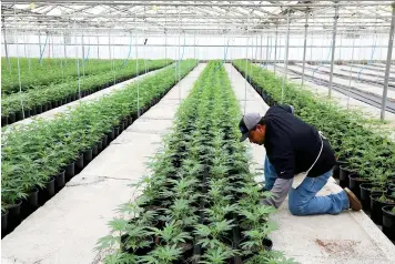 ?? (Jim Wilson/The New York Times) ?? An installer puts in a drip irrigation line at Harborside Farms, a large marijuana grower in the Salinas Valley, in California.