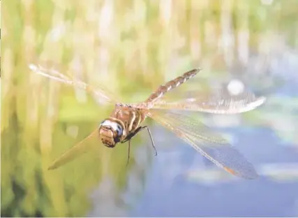  ?? CONTRIBUTE­D PHOTO ?? Dragonflie­s can move their four wings independen­tly, giving them phenomenal flying skills. Moviegoers can see this in detail on the six-story Imax screen where the new movie “Conquest of the Skies 3D” shows a variety of winged creatures.